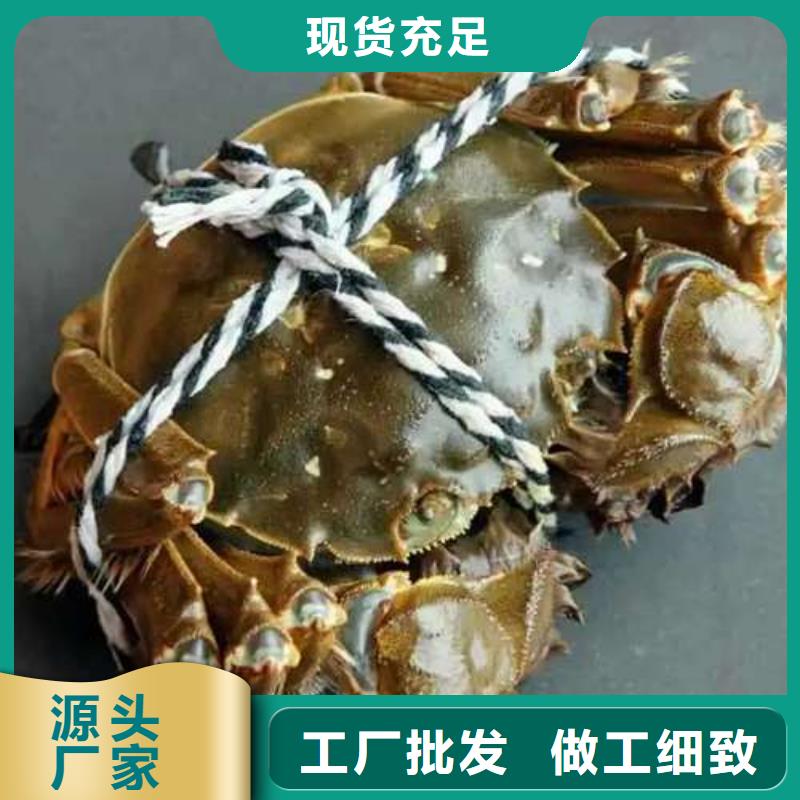 阳澄湖大闸蟹视频-山东省青岛市|莱西|胶州|菏泽|莱芜|泰安|日照|淄博|济宁阳澄湖大闸蟹-顾记