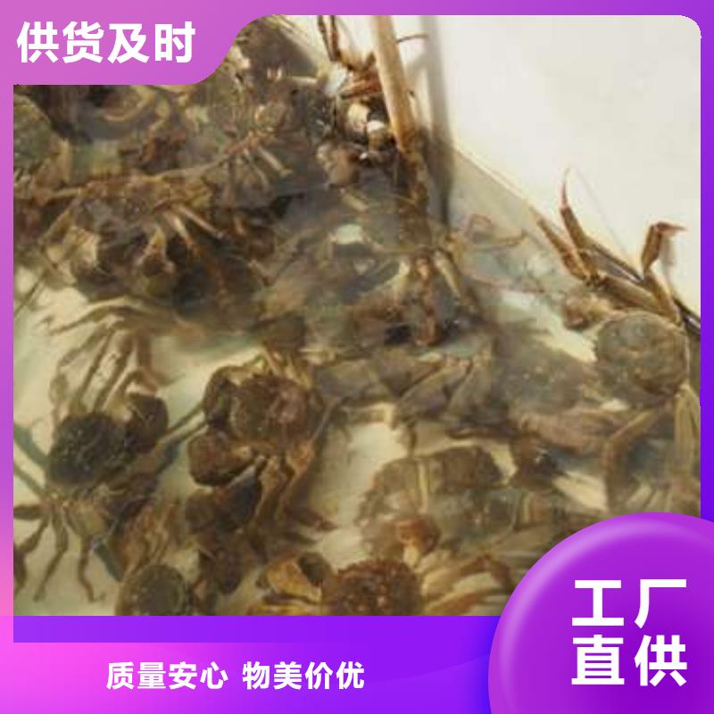阳澄湖大闸蟹视频-阳澄湖大闸蟹(顾记)覆盖地域直辖天津市西青|武清|北辰|津南