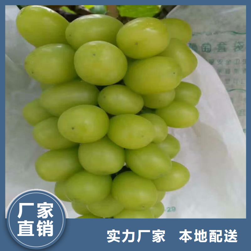 果树苗视频-涟源|冷水江|湘西|永州|张家界|常德广祥果树苗_ 广祥农业科技(娄底市分公司)
