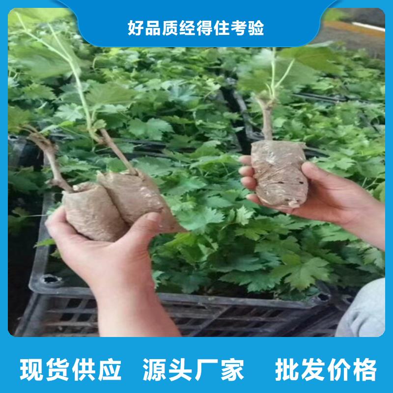果树苗视频-永吉|龙潭|通化|四平|辽源|长春|延边果树苗做工精细-广祥农业科技(吉林市分公司)