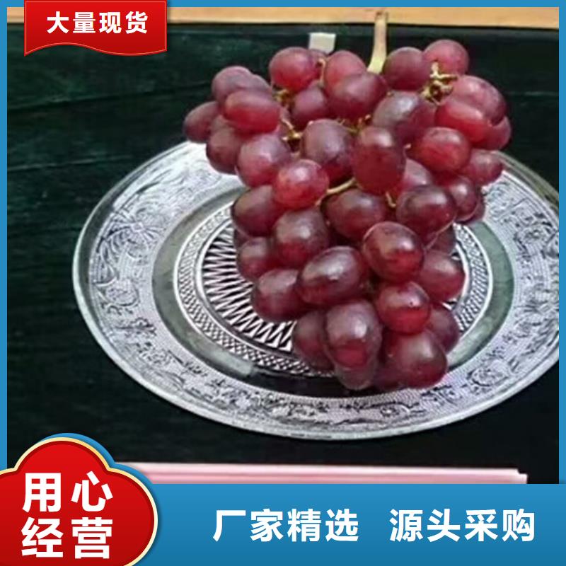 果树苗视频-永吉|龙潭|通化|四平|辽源|长春|延边果树苗做工精细-广祥农业科技(吉林市分公司)