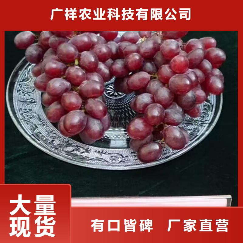 果树苗视频-涟源|冷水江|湘西|永州|张家界|常德广祥果树苗_ 广祥农业科技(娄底市分公司)