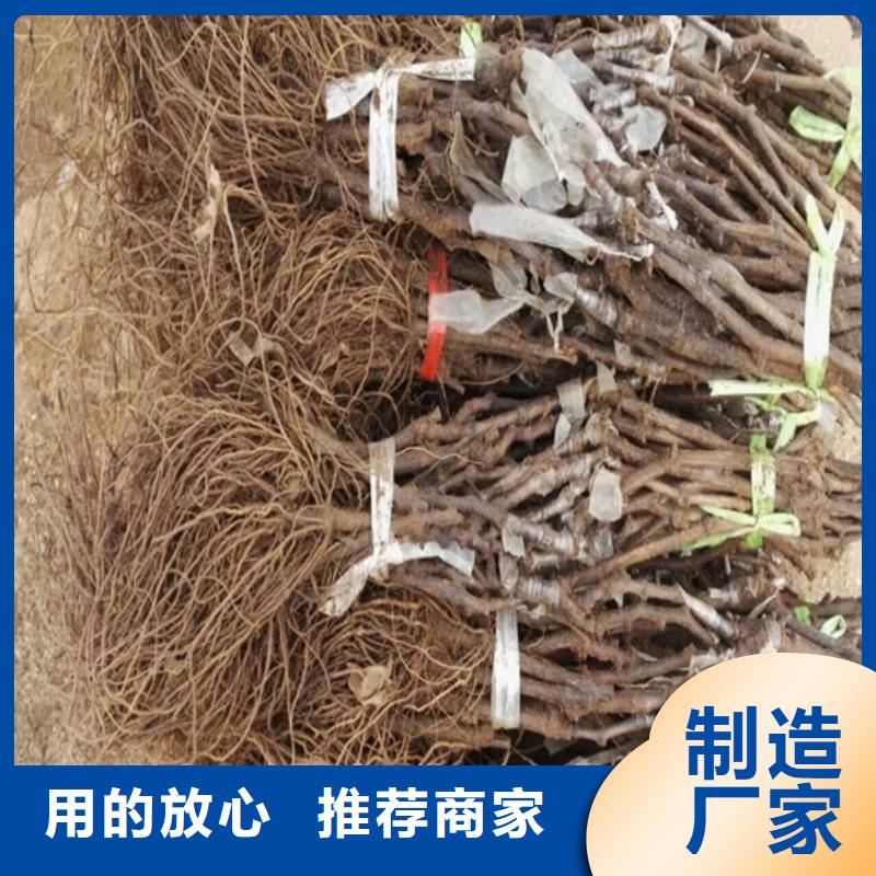 果树苗视频-永吉|龙潭|通化|四平|辽源|长春|延边果树苗做工精细-广祥农业科技(吉林市分公司)