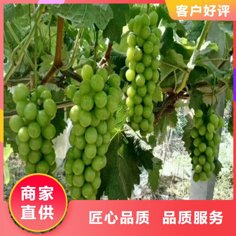果树苗视频-涟源|冷水江|湘西|永州|张家界|常德广祥果树苗_ 广祥农业科技(娄底市分公司)