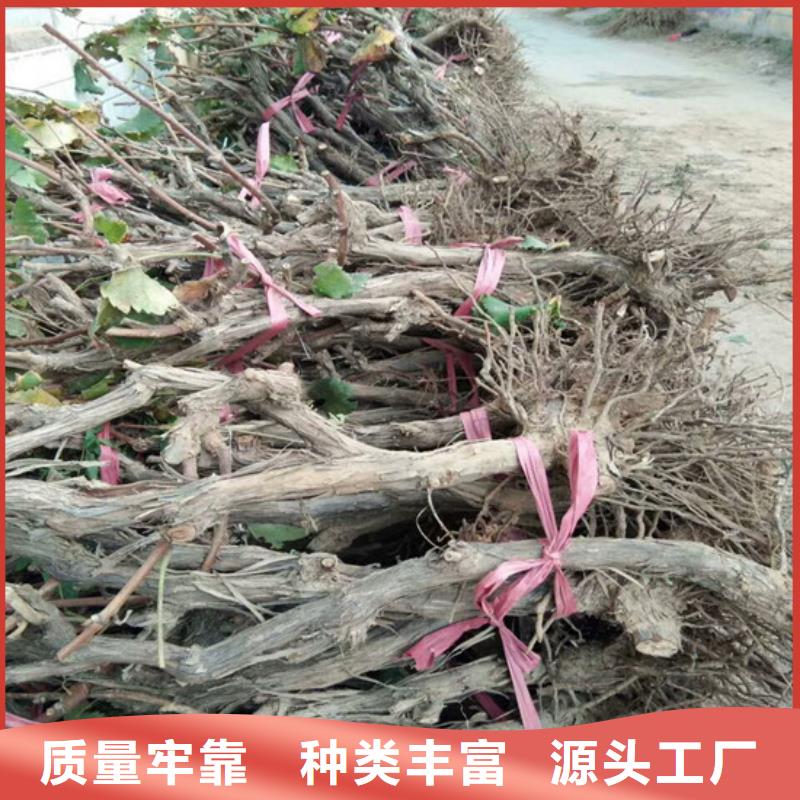 果树苗视频-永吉|龙潭|通化|四平|辽源|长春|延边果树苗做工精细-广祥农业科技(吉林市分公司)