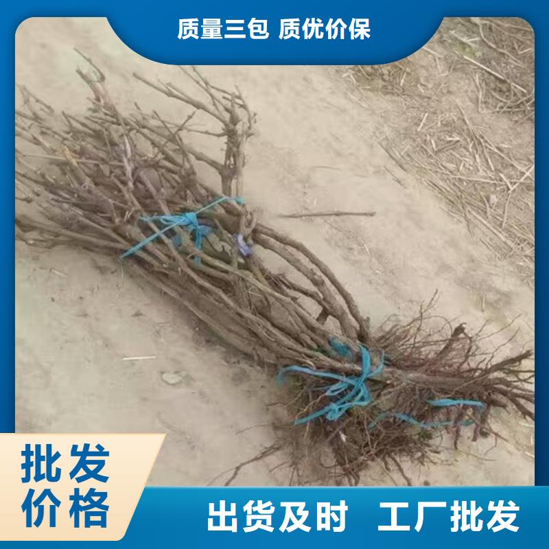 果树苗视频-永吉|龙潭|通化|四平|辽源|长春|延边果树苗做工精细-广祥农业科技(吉林市分公司)