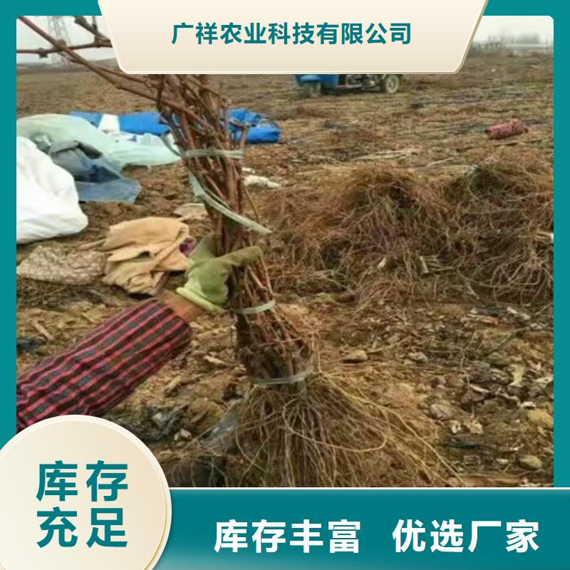 果树苗视频-永吉|龙潭|通化|四平|辽源|长春|延边果树苗做工精细-广祥农业科技(吉林市分公司)