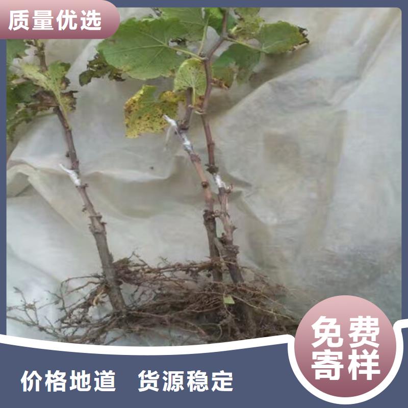 果树苗视频-永吉|龙潭|通化|四平|辽源|长春|延边果树苗做工精细-广祥农业科技(吉林市分公司)