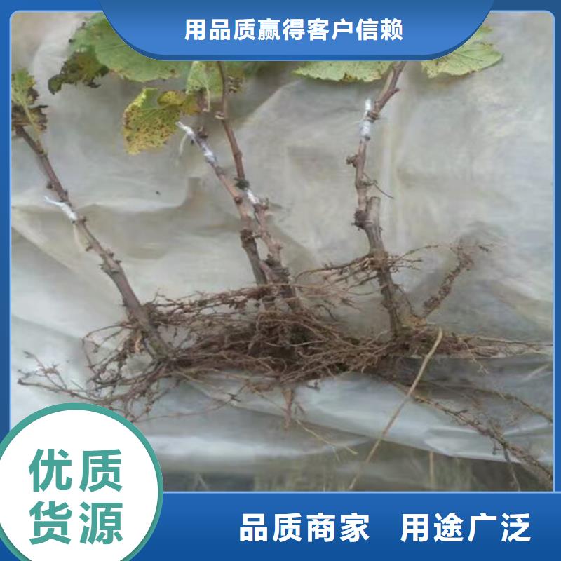 果树苗视频-涟源|冷水江|湘西|永州|张家界|常德广祥果树苗_ 广祥农业科技(娄底市分公司)