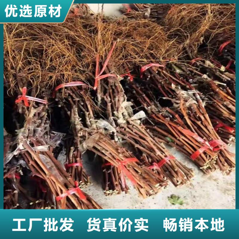 果树苗视频-涟源|冷水江|湘西|永州|张家界|常德广祥果树苗_ 广祥农业科技(娄底市分公司)