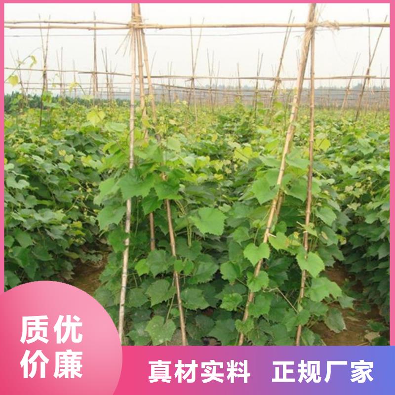 果树苗视频-涟源|冷水江|湘西|永州|张家界|常德广祥果树苗_ 广祥农业科技(娄底市分公司)