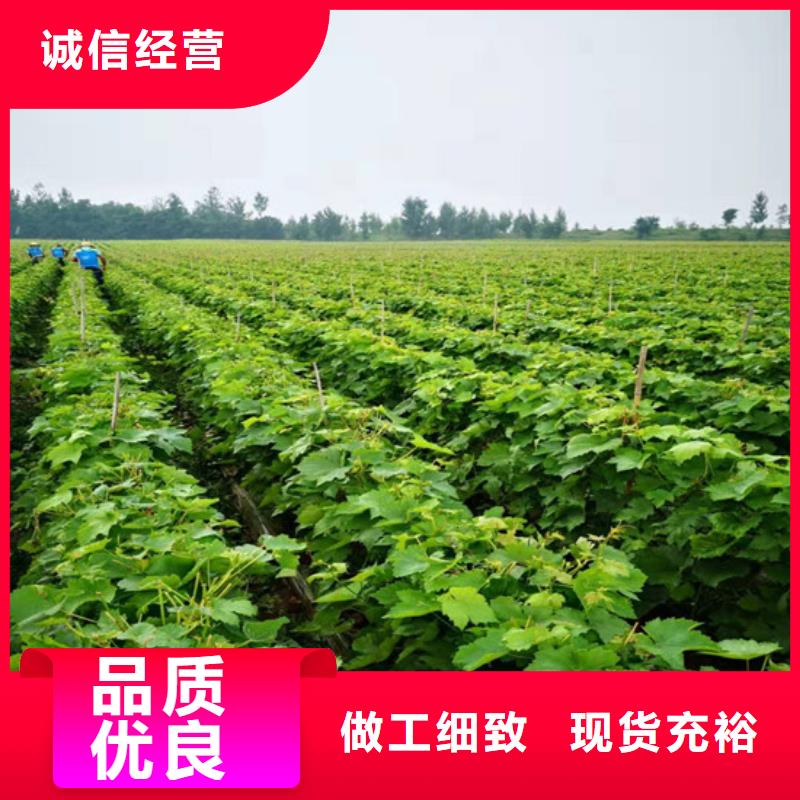 果树苗视频-涟源|冷水江|湘西|永州|张家界|常德广祥果树苗_ 广祥农业科技(娄底市分公司)