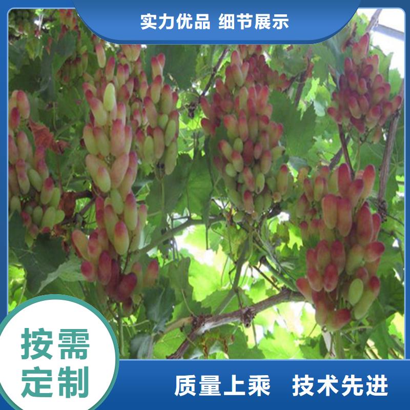 果树苗视频-涟源|冷水江|湘西|永州|张家界|常德广祥果树苗_ 广祥农业科技(娄底市分公司)