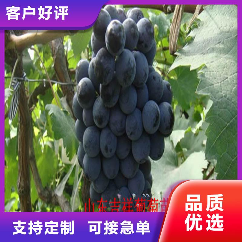 果树苗视频-永吉|龙潭|通化|四平|辽源|长春|延边果树苗做工精细-广祥农业科技(吉林市分公司)