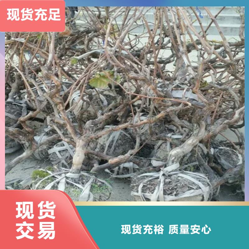 果树苗视频-涟源|冷水江|湘西|永州|张家界|常德广祥果树苗_ 广祥农业科技(娄底市分公司)