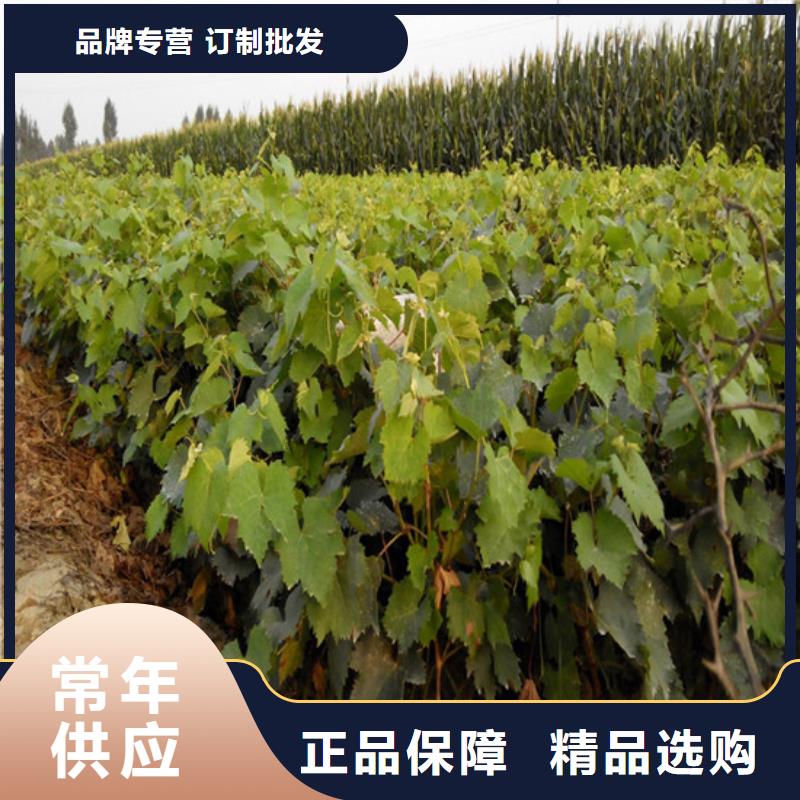 果树苗视频-涟源|冷水江|湘西|永州|张家界|常德广祥果树苗_ 广祥农业科技(娄底市分公司)