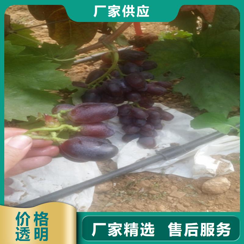 果树苗视频-涟源|冷水江|湘西|永州|张家界|常德广祥果树苗_ 广祥农业科技(娄底市分公司)