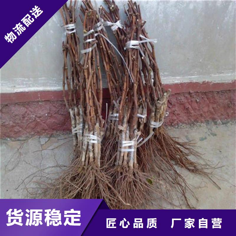 果树苗视频-涟源|冷水江|湘西|永州|张家界|常德广祥果树苗_ 广祥农业科技(娄底市分公司)
