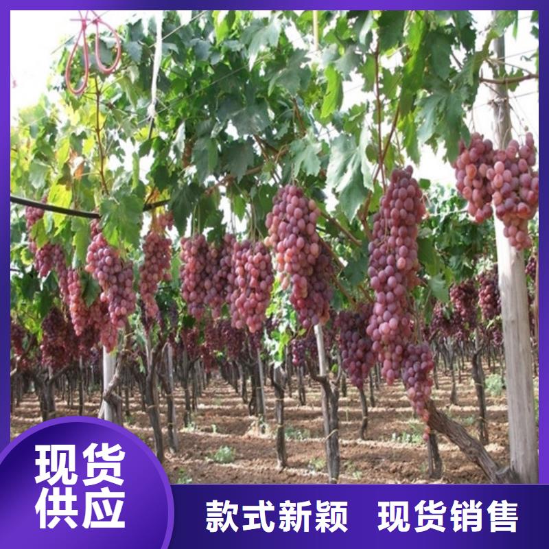 果树苗视频-永吉|龙潭|通化|四平|辽源|长春|延边果树苗做工精细-广祥农业科技(吉林市分公司)