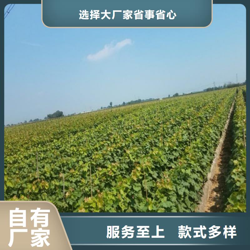 果树苗视频-永吉|龙潭|通化|四平|辽源|长春|延边果树苗做工精细-广祥农业科技(吉林市分公司)