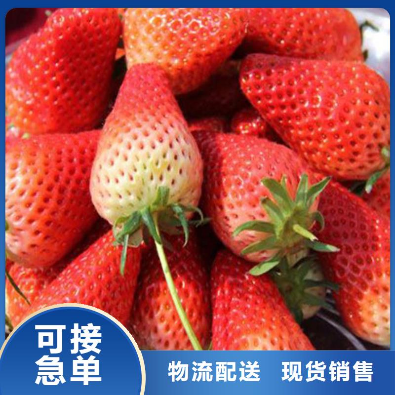 草莓苗苹果苗严选材质