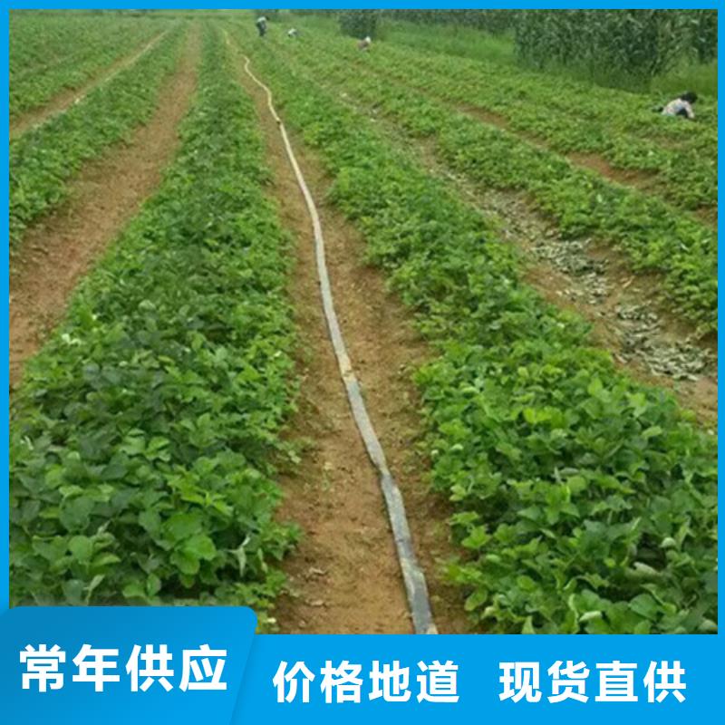 草莓苗苹果苗基地实拍展现