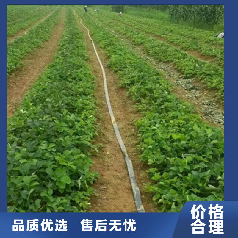 草莓苗艾琳娜西梅树苗层层质检