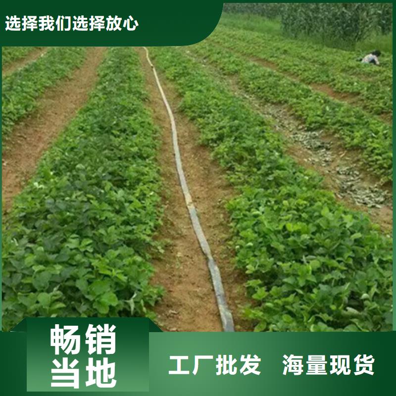 草莓苗-蟠枣树苗可定制有保障