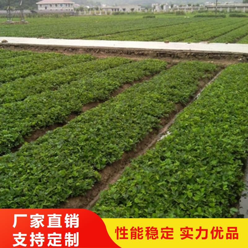 草莓苗柱状梨树苗生产加工