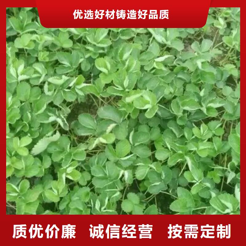 【草莓苗大棚草莓苗定制销售售后为一体】