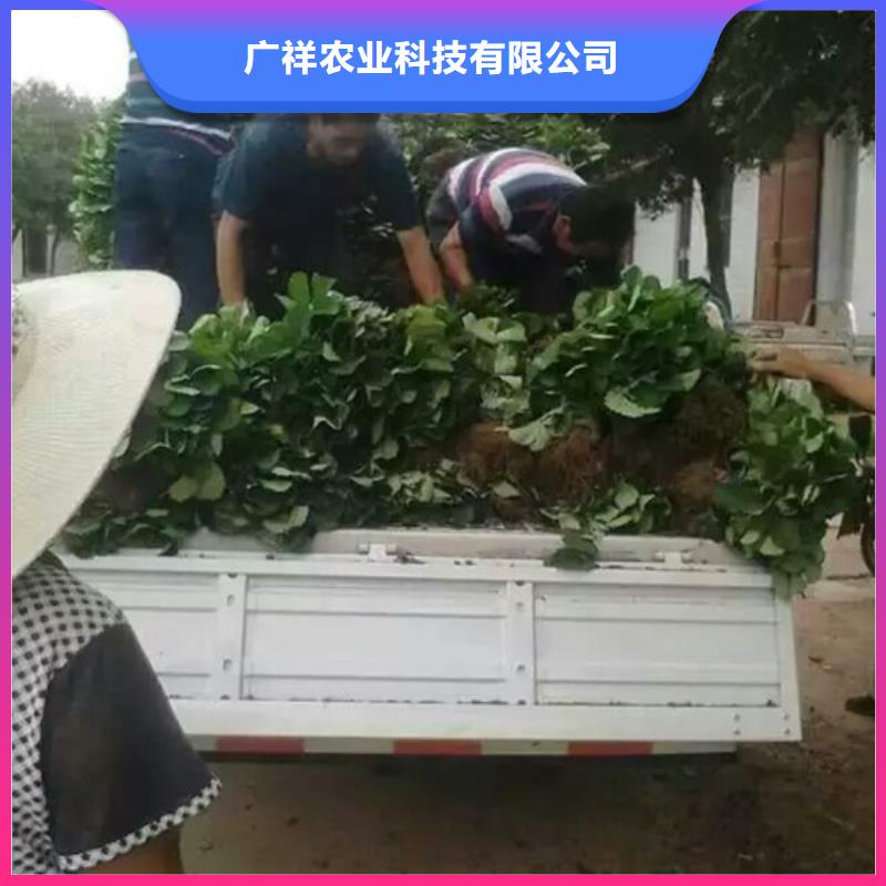 草莓苗樱桃苗您身边的厂家