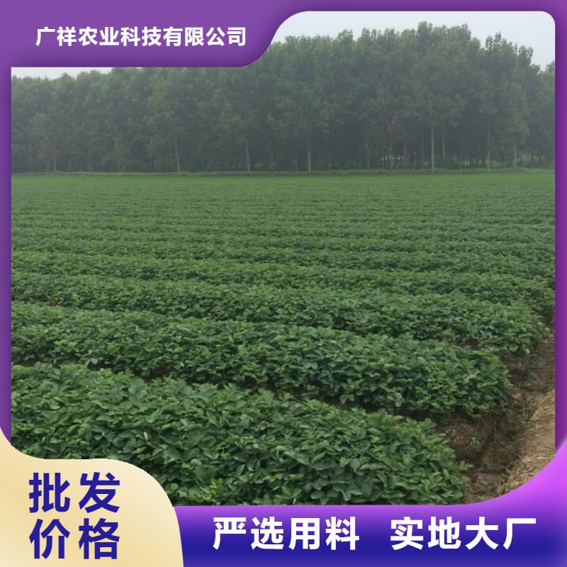草莓苗蓝宝石葡萄苗品牌大厂家
