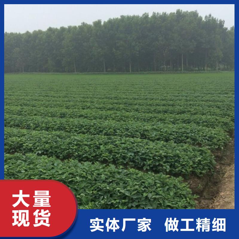 草莓苗黄金苹果树苗物美价优