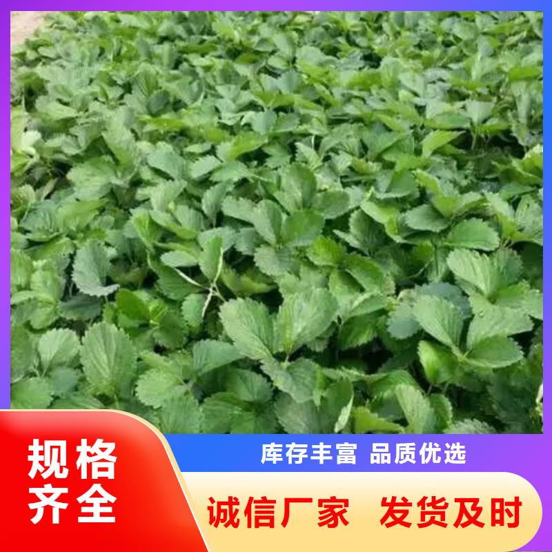 果树苗视频-连云|东海|无锡|扬州|徐州|常州|淮安|南京广祥果树苗_ 广祥农业科技(连云港市分公司)