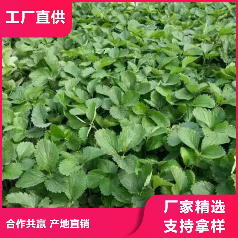 草莓苗冬桃树苗诚信厂家