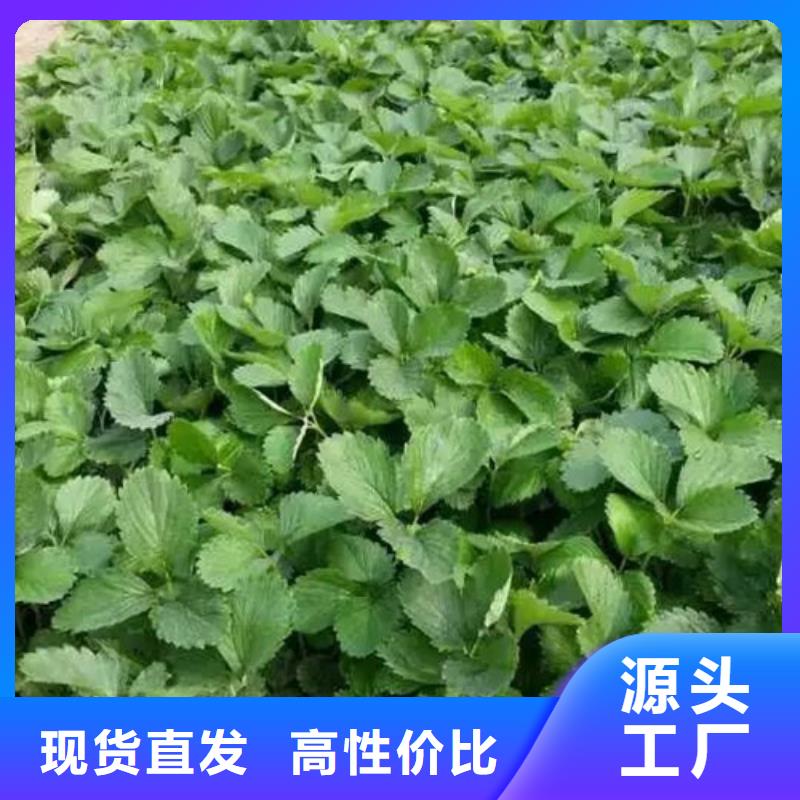 草莓苗红富士苹果树苗实体厂家大量现货