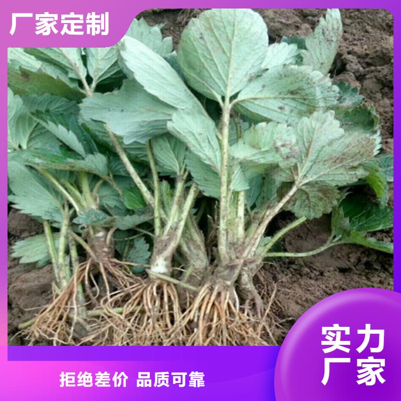 草莓苗_冬雪蜜桃树苗欢迎新老客户垂询