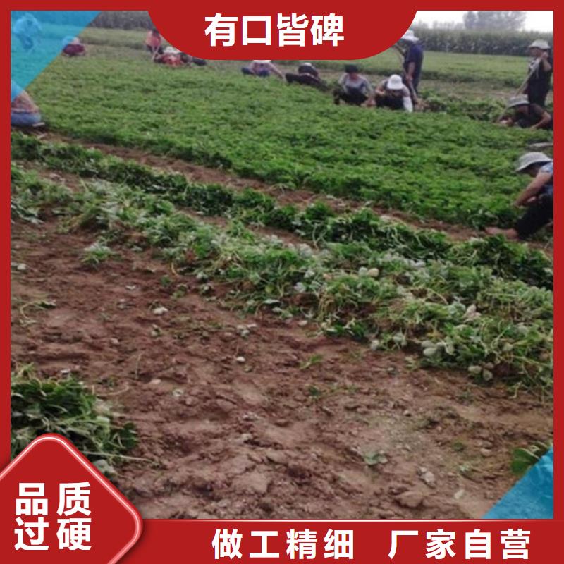 果树苗视频-连云|东海|无锡|扬州|徐州|常州|淮安|南京广祥果树苗_ 广祥农业科技(连云港市分公司)