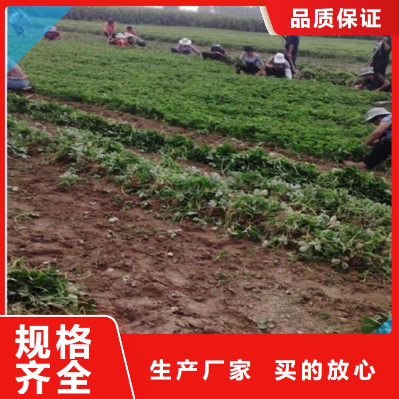 草莓苗,苹果苗层层质检