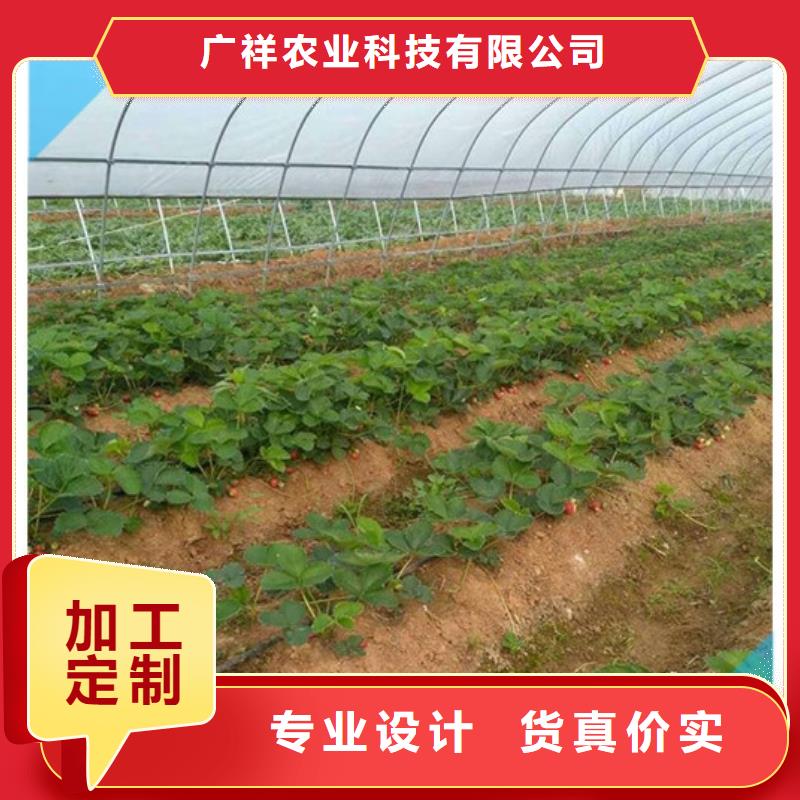 草莓苗甜柿子树苗专注细节更放心