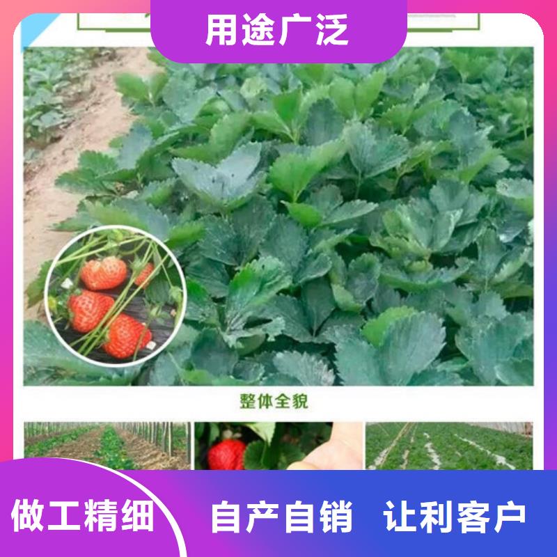 草莓苗 黄宝石梨树苗生产型