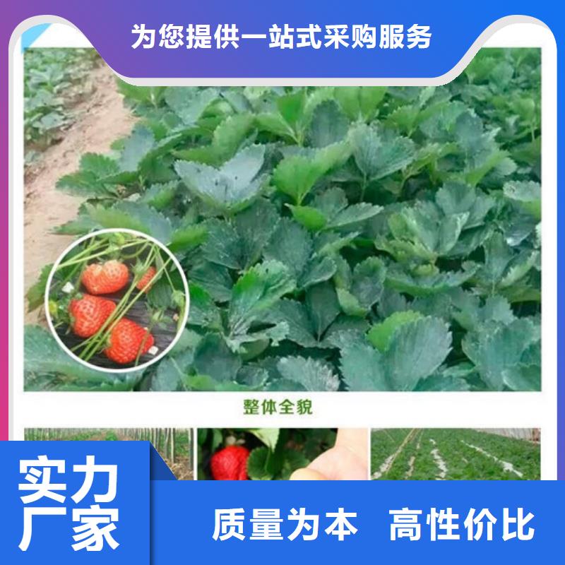 草莓苗-梨树苗基地精工制作