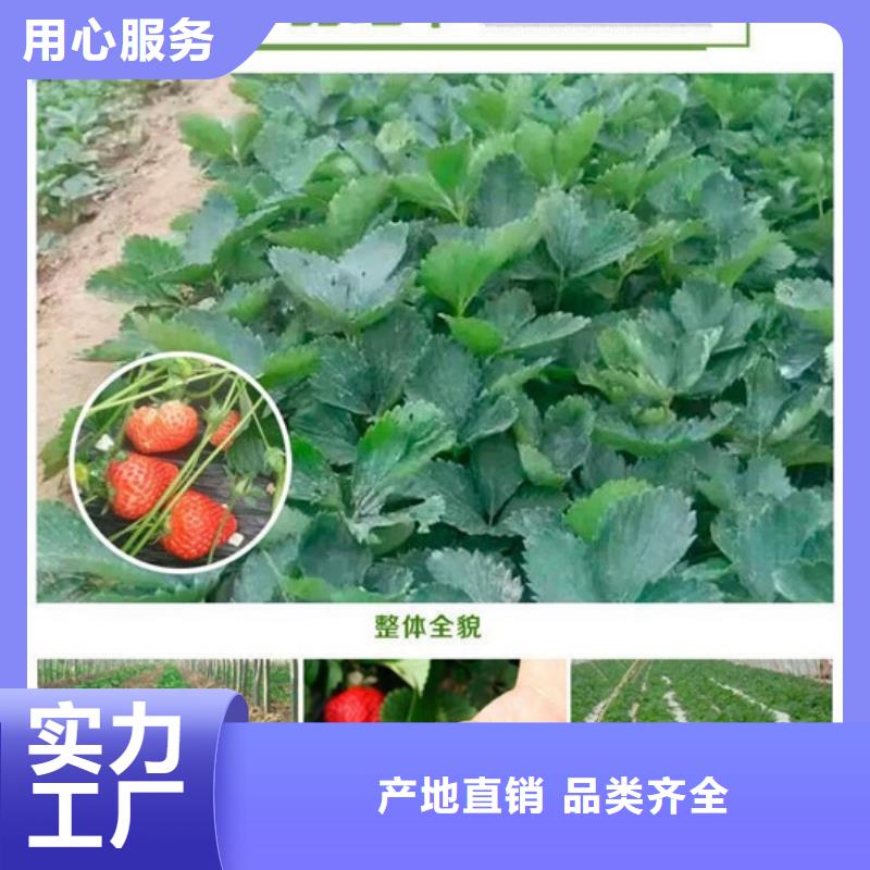 草莓苗桃树苗基地订制批发