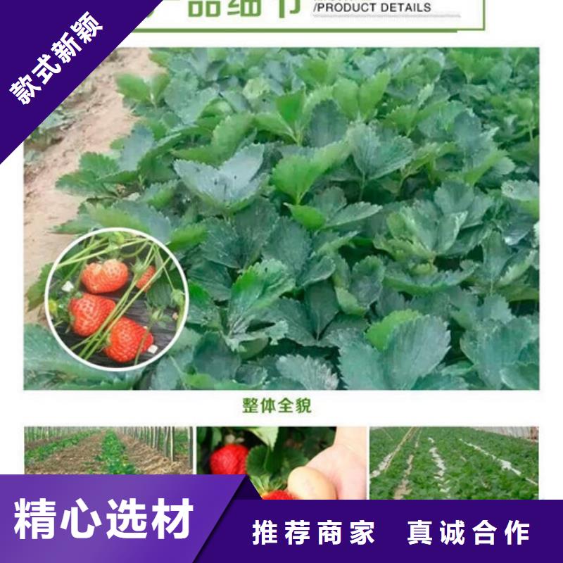 草莓苗-毛蟠桃树苗基地免费安装