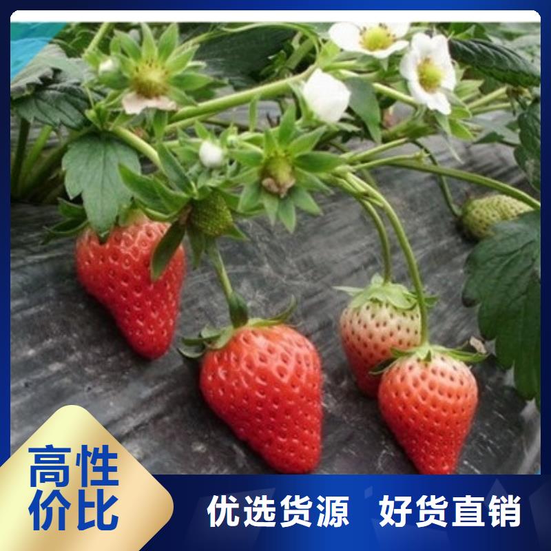 草莓苗_软籽石榴树苗厂家型号齐全