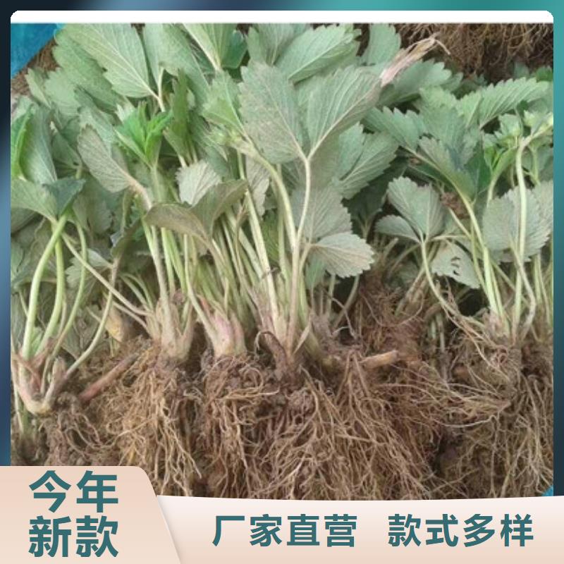 草莓苗蟠枣树苗甄选好厂家