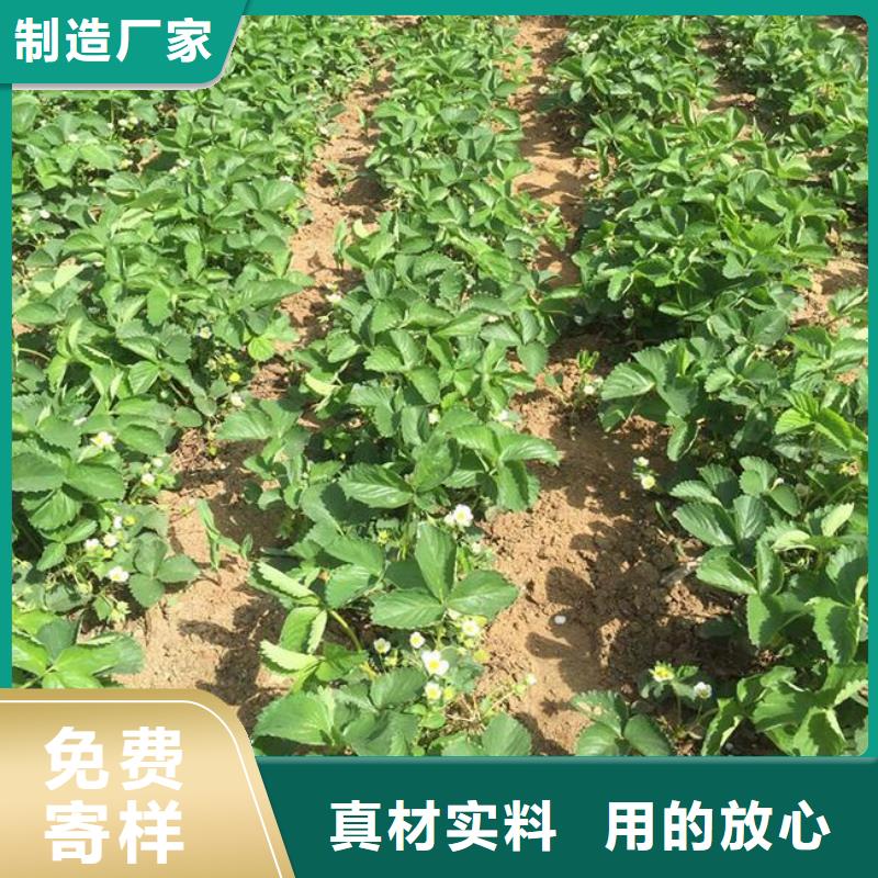 草莓苗-樱桃苗质量检测
