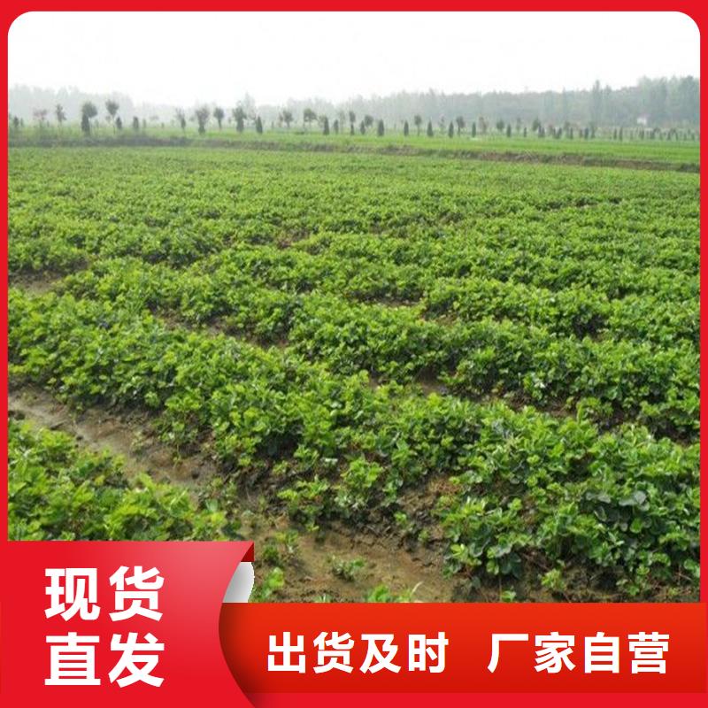 草莓苗 黄宝石梨树苗生产型