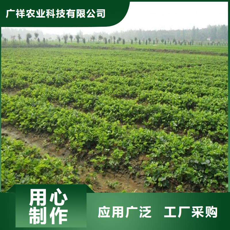 草莓苗_香椿树苗款式新颖