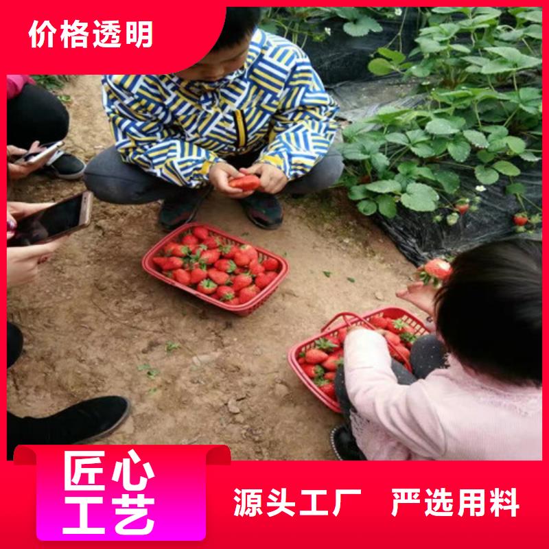 草莓苗樱桃苗您身边的厂家